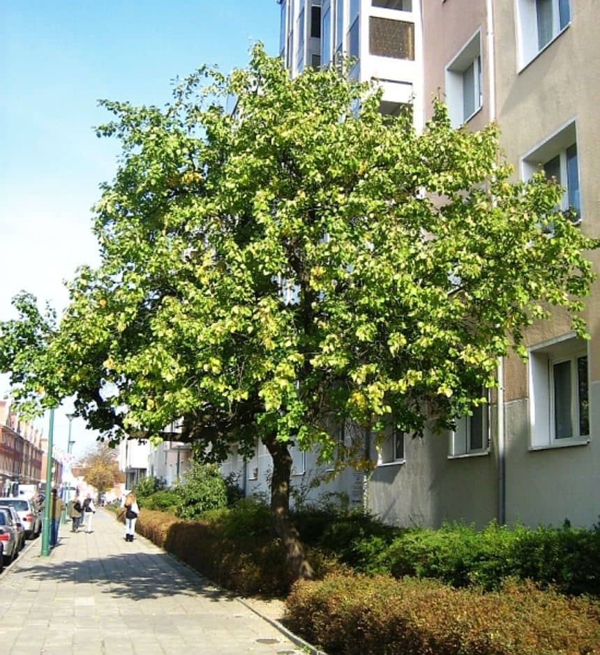 Foto van een abrikozenboom in de straat