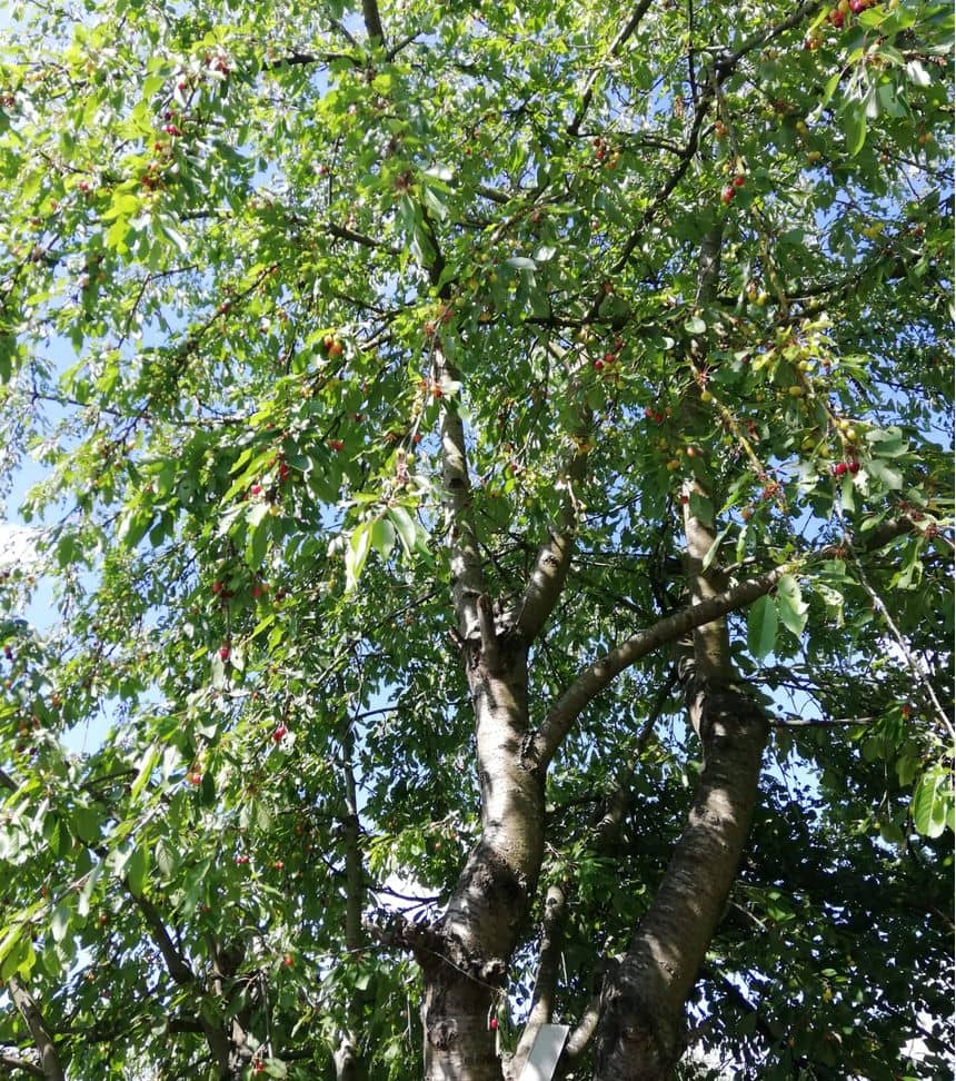 Foto van een kersenboom in vrucht