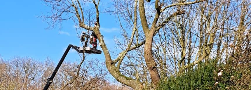 Photo d’un élagueur professionnel en haut d’une nacelle lui permettant de tailler l’arbre en hauteur 