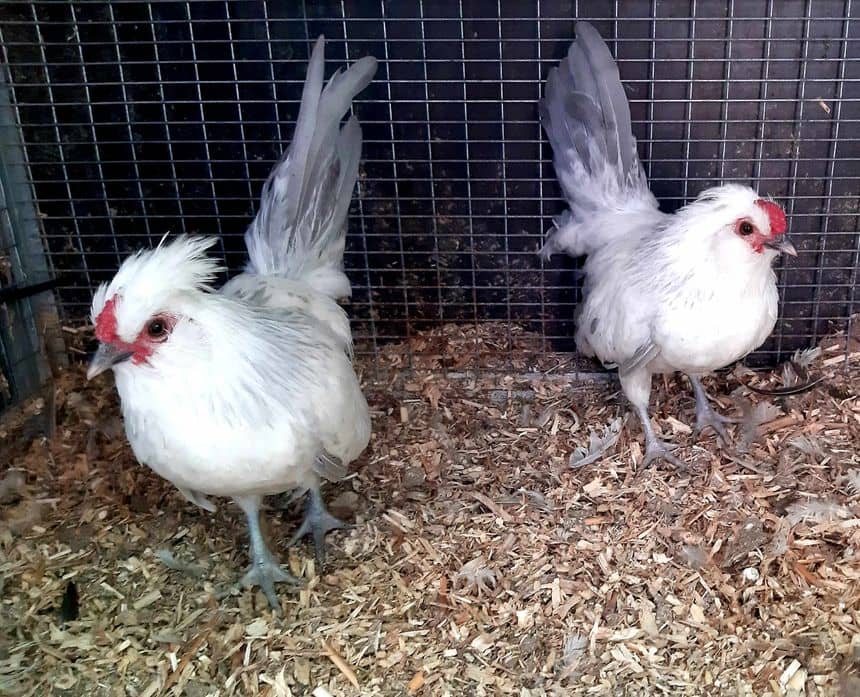 Photo de deux poules barbues de Watermael