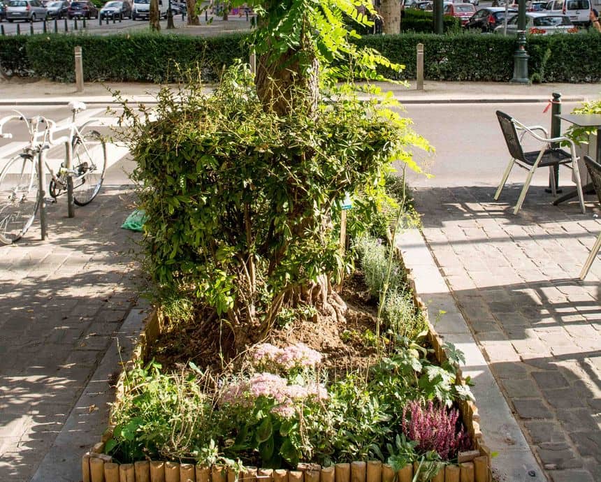 Foto van een boom in de straat, tussen een restaurant en een fietsenstalling, waar iedereen zijn plek heeft gevonden.