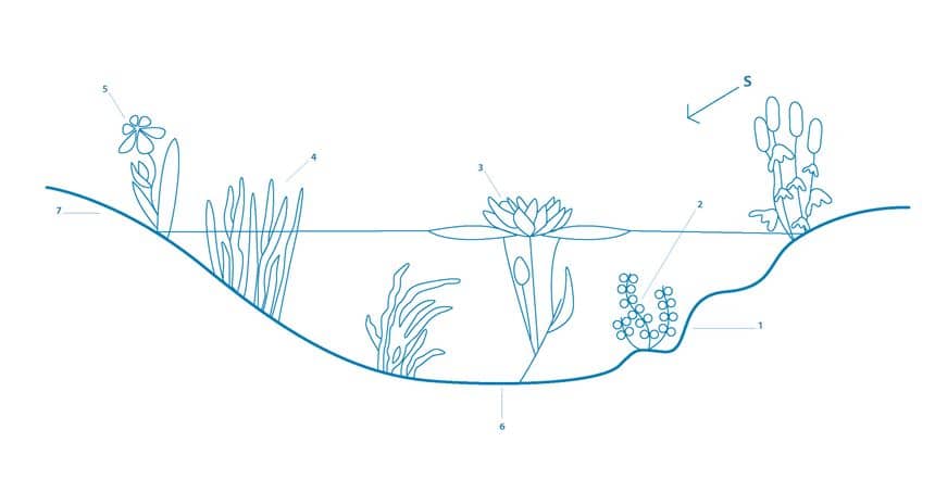 Schéma montrant les différentes espèces botaniques aquatiques pouvant être présentes dans une mare et les pentes à respecter 