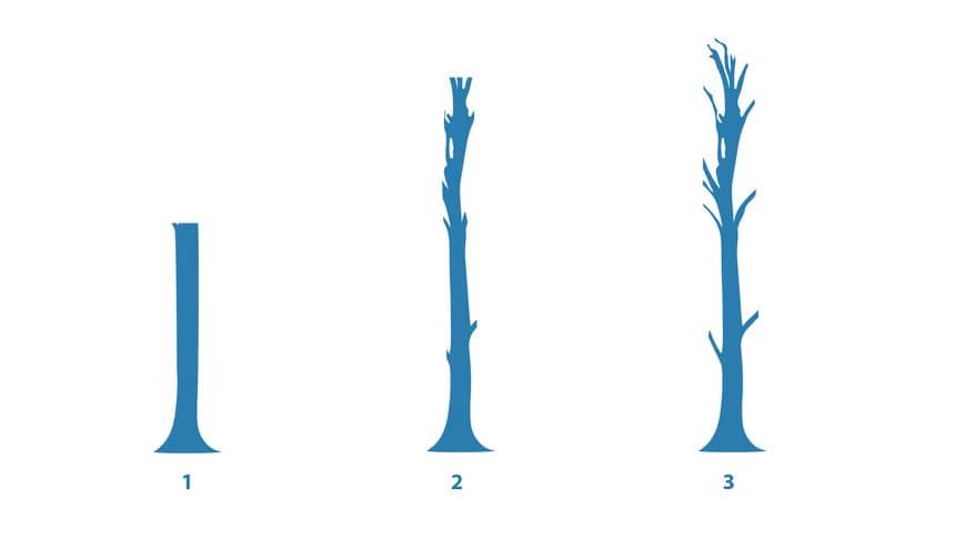 Illustration des 3 tailles à proscrire (étêtage, ravalement et rapprochement)