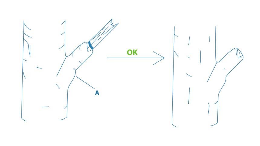 Illustration d’une coupe légèrement au-dessus du bourrelet annulaire d’une branche morte (avant et après)