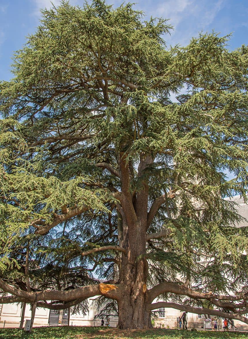 Photo d'un imposant cèdre du Liban