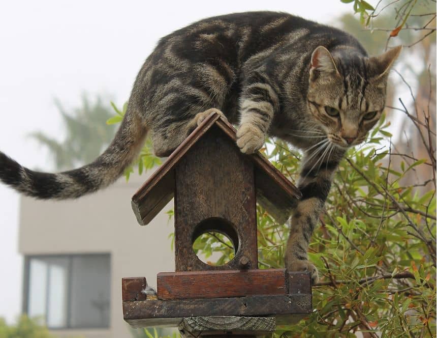 Kat die bovenop een voederhuisje op de vogels wacht