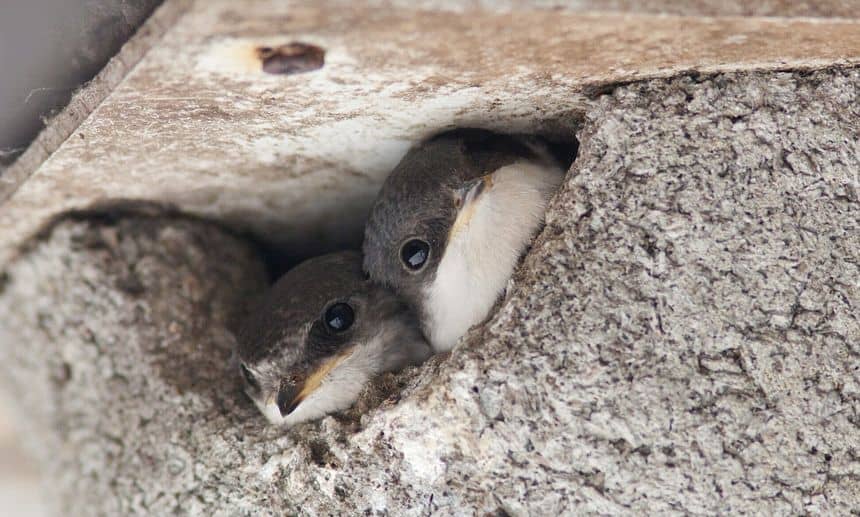 Deux têtes d'hirondelles sortant du nid