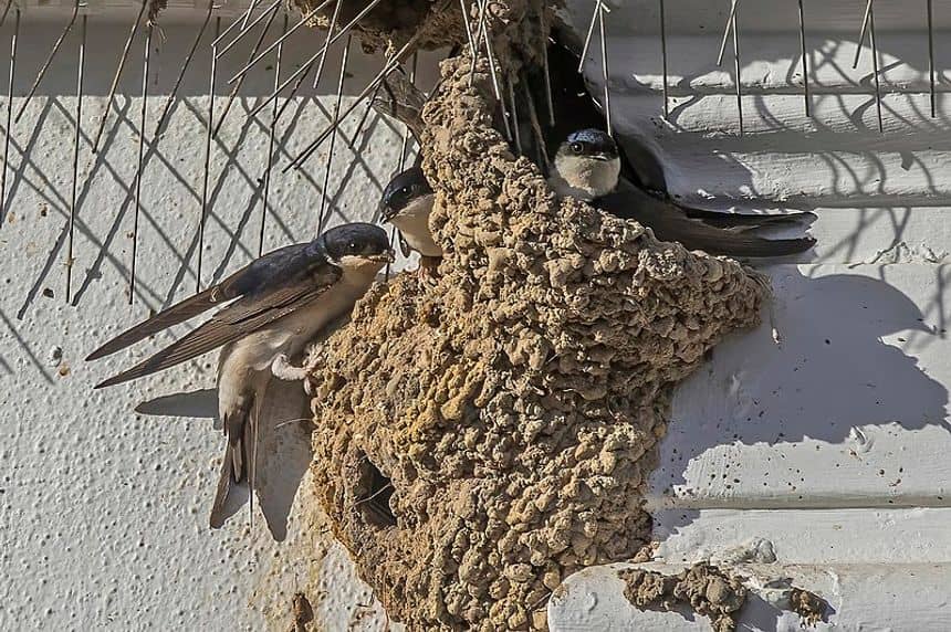 Een driedubbel nest gebouwd tussen het lijstwerk van een gevel en anti-duivenpinnen