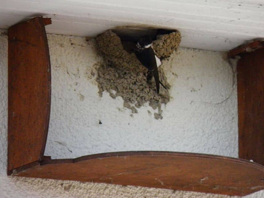 Planken omlijsten een huiszwaluwnest