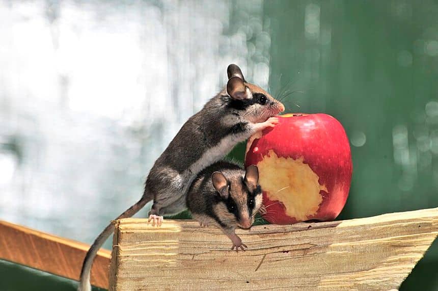 Twee eikelmuizen knabbelen aan een appel 