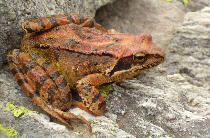 Photo d’une grenouille rousse posée sur des rochers
