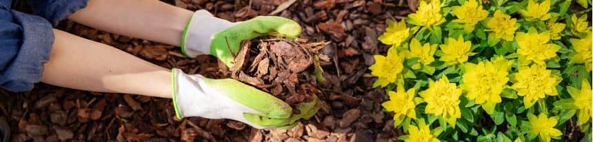 Photo d'une personne déposant des écorces de pin dans un parterre de fleurs