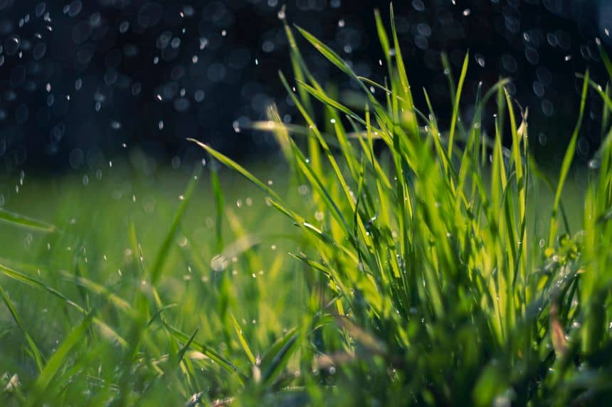 De la pluie tombe sur un touffe d'herbe vigoureuse