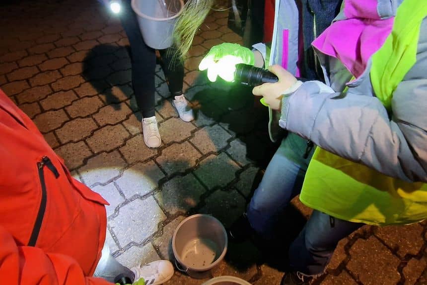 Des bénévoles identifient un batracien à l'aide d'une torche.