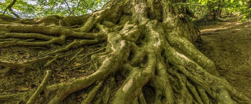 Photo d’un arbre (hêtre) avec beaucoup de racine en surface.