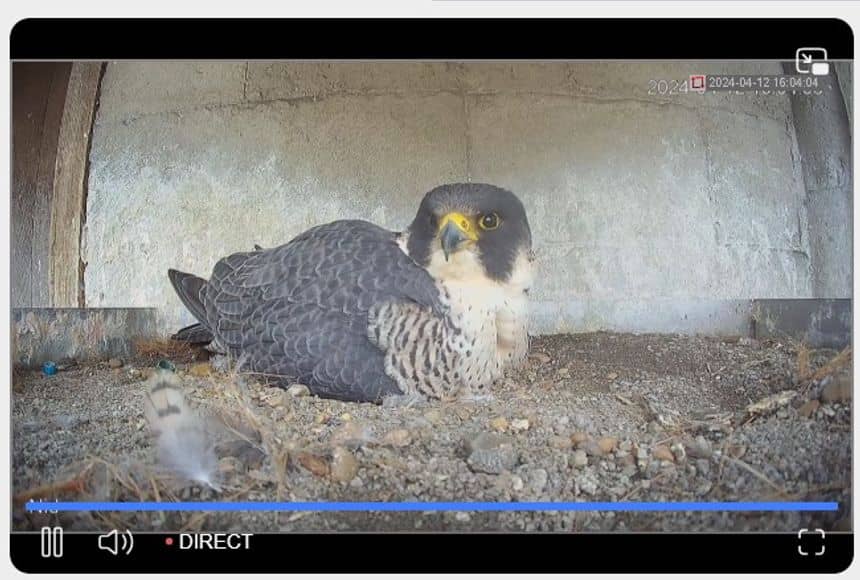 Capture d'écran d'une webcam montrant un faucon en train de couver