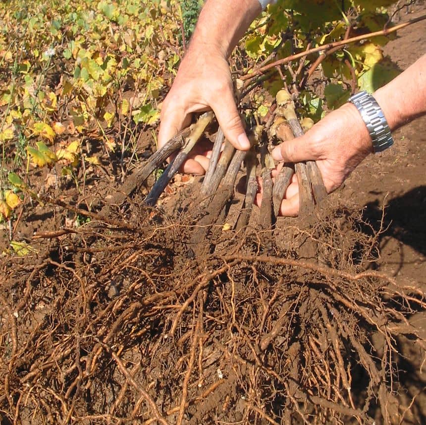 Photo d'une personne vérifiant des plants dans une pépinière