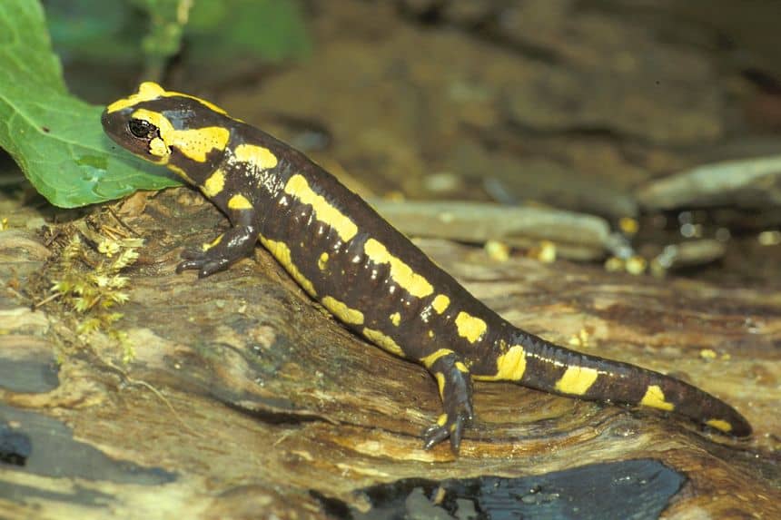Photo d'une salamandre sur un vieux tronc.