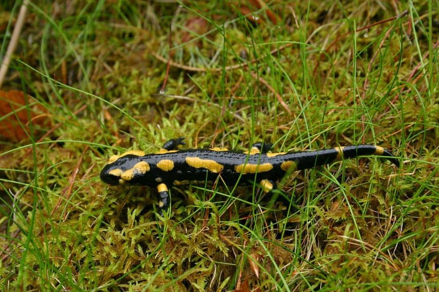 Une salamandre sur un tapis de mousse.