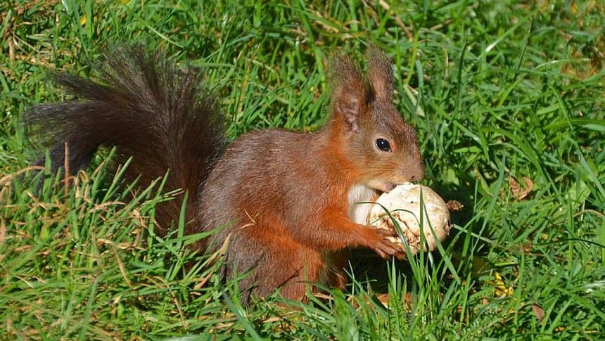 Rode eekhoorn op de grond die een paddenstoel eet