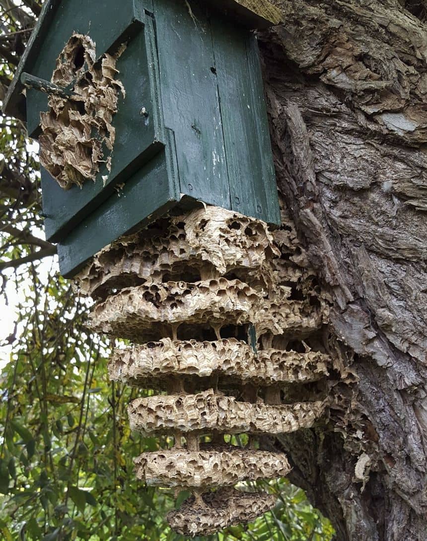 Un nid de frelon d'Europe déborde d'un nichoir pour oiseaux