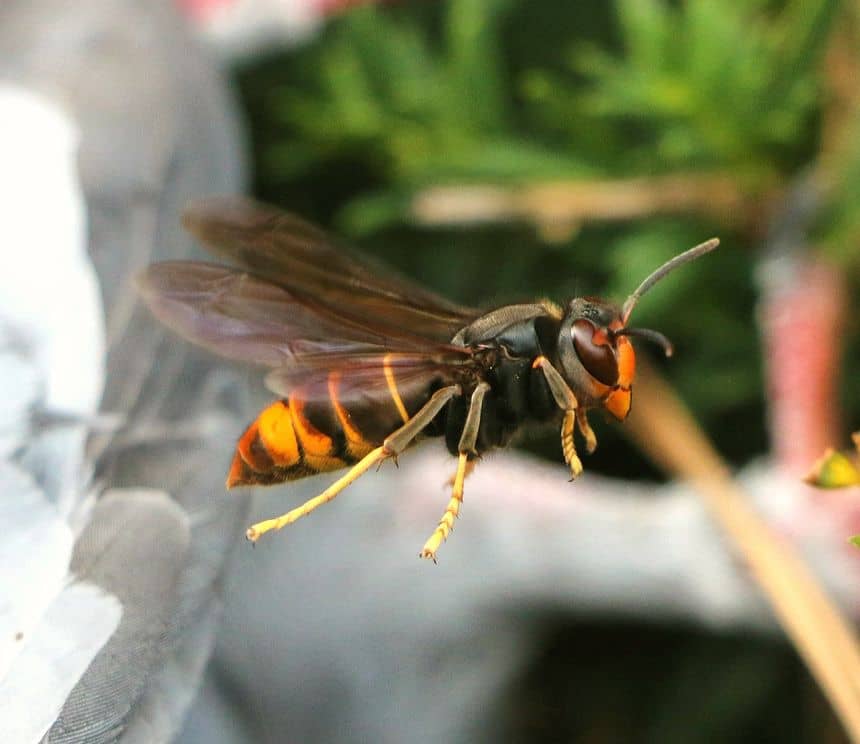 Een Aziatische hoornaar tijdens de vlucht