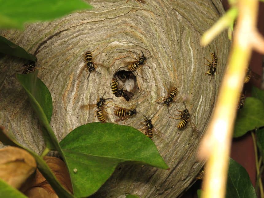 Een nest van gewone wespen