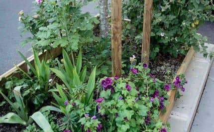 Beplante boomvoet met een bescherming om de plantkuil te beschermen 