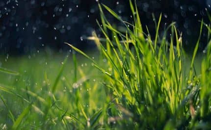 De la pluie tombe sur un touffe d'herbe vigoureuse