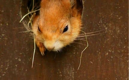 Foto van de kop van een eekhoorn die uit een nestkastje komt.