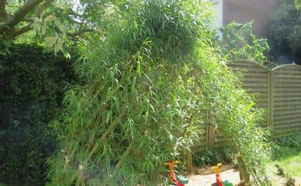 Photo d'une cabane en saule non taillée avec deux petits vélos d'enfants à l'intérieur