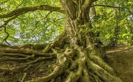 Photo d’un arbre (hêtre) avec beaucoup de racine en surface.