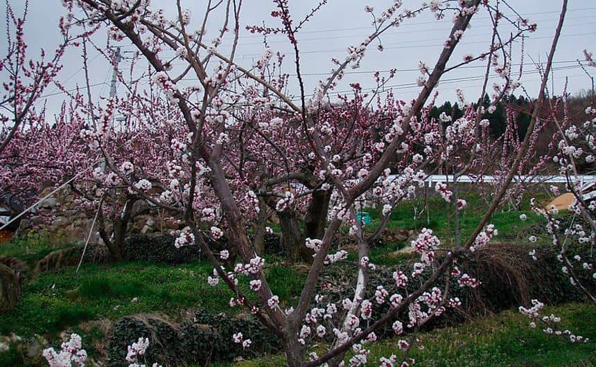 Foto van een bloeiende abrikozenboom