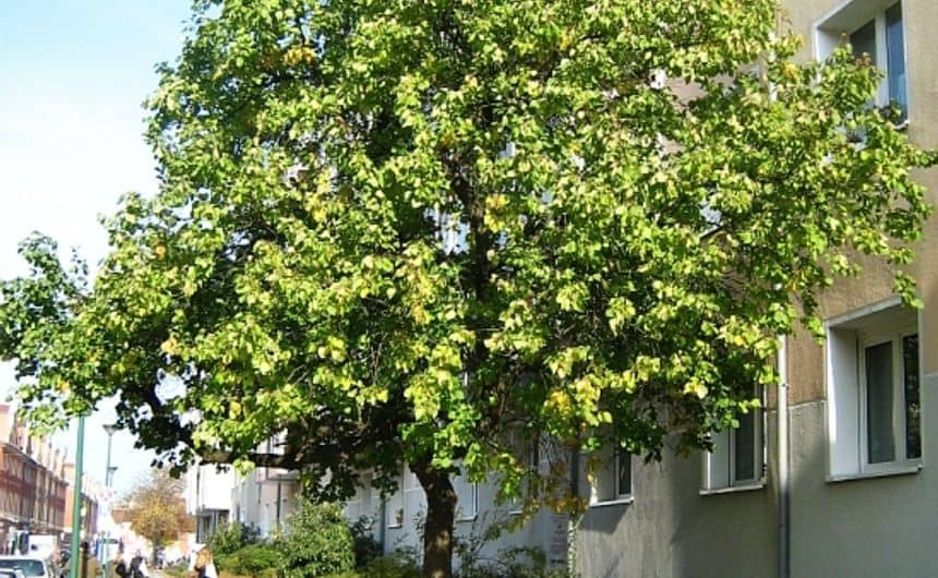 Foto van een abrikozenboom in de straat