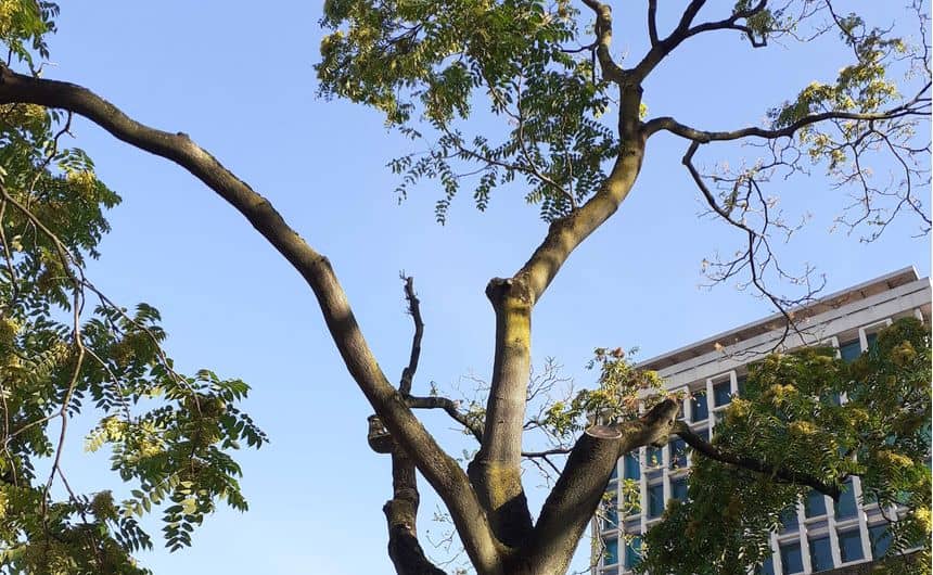 Photo d’un arbre peu garni, avec peu de branches et dont la densité du houppier a diminué