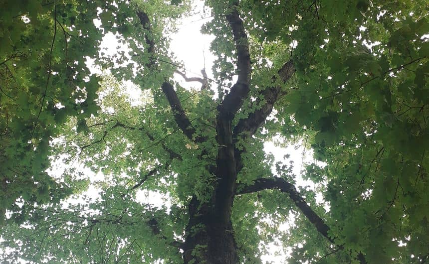 Photo d’un arbre vu du dessous où l’on peut apercevoir un trou dans le feuillage au niveau de la cime