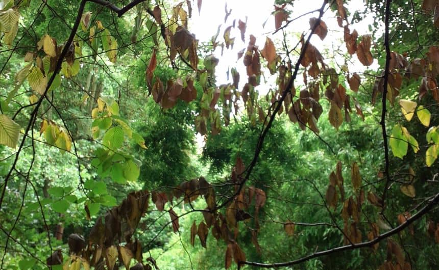 Photo d’un arbre dont les feuilles sont tombantes et jaunies