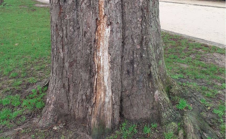 Photo d’un tronc d’arbre dont il manque un morceau d’écorce qui s’est décollée 