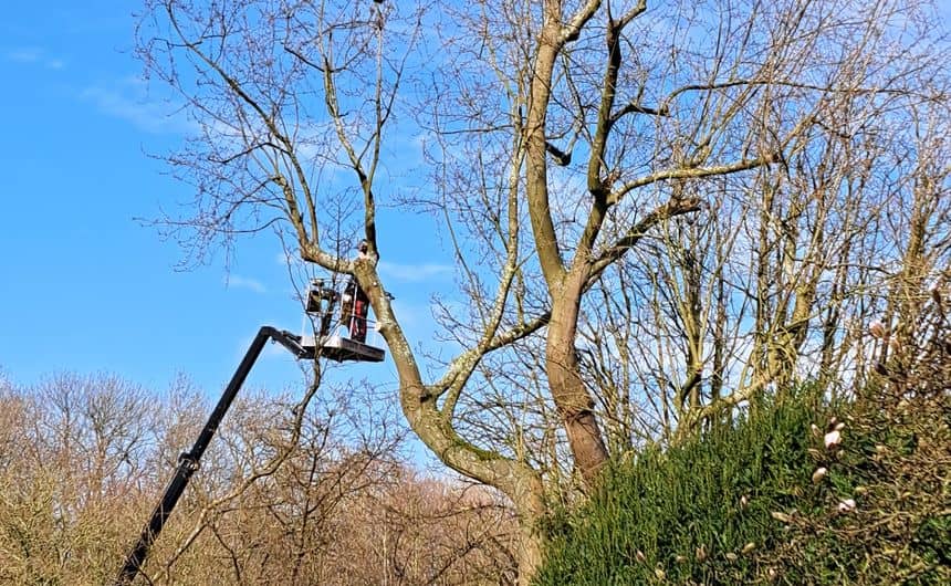 Photo d’un élagueur professionnel en haut d’une nacelle lui permettant de tailler l’arbre en hauteur 