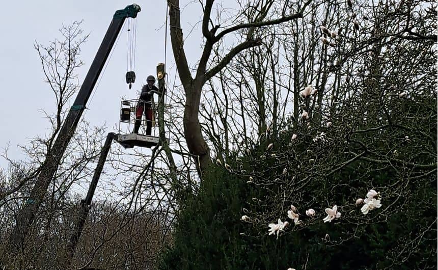 Photo d’un élagueur professionnel en haut d’une nacelle lui permettant de tailler l’arbre en hauteur et réceptionnant, à l’aide d’une grue de levage, une grande branche tout juste coupée