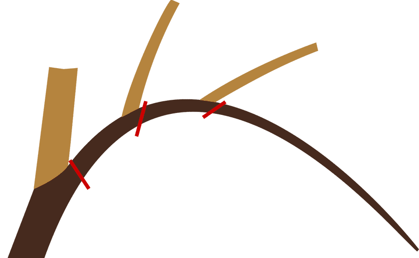 Verouderende tak in donkerbruin en krachtige twijgen in lichtbruin. De rode streepjes onder de krachtige twijgen duiden de snoeipunten aan voor inkorting met potentiële vervangtwijgen. 