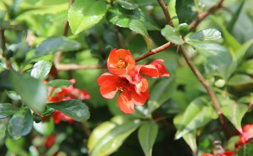 Foto van Japanse kweepeer bloemen