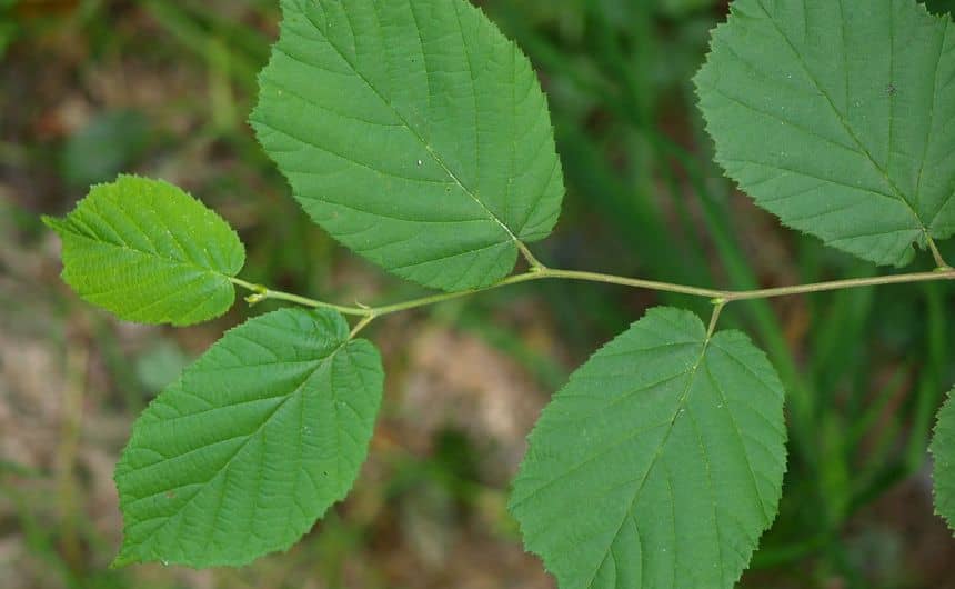 Enkelvoudige bladeren een dubbel gezaagde bladrand 