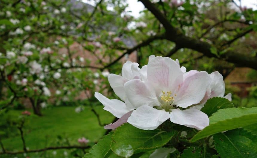 Foto van Kweepeerbloesem