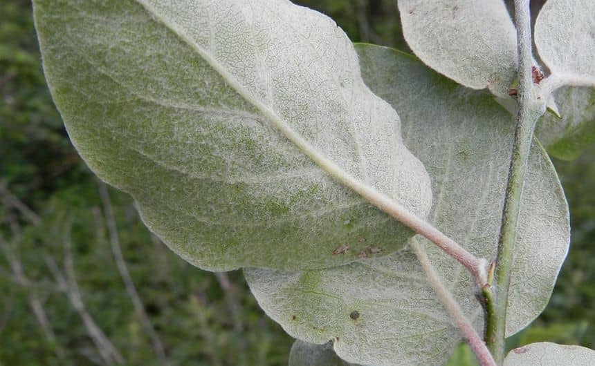 Foto van Donzige bladeren van de kweepeerboom