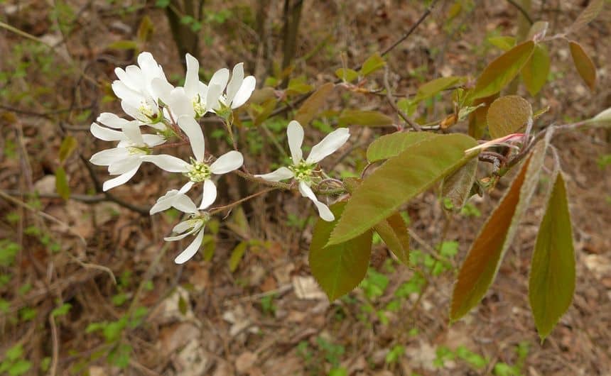 De witte bloemen van de Amerikaans krentenboompje 