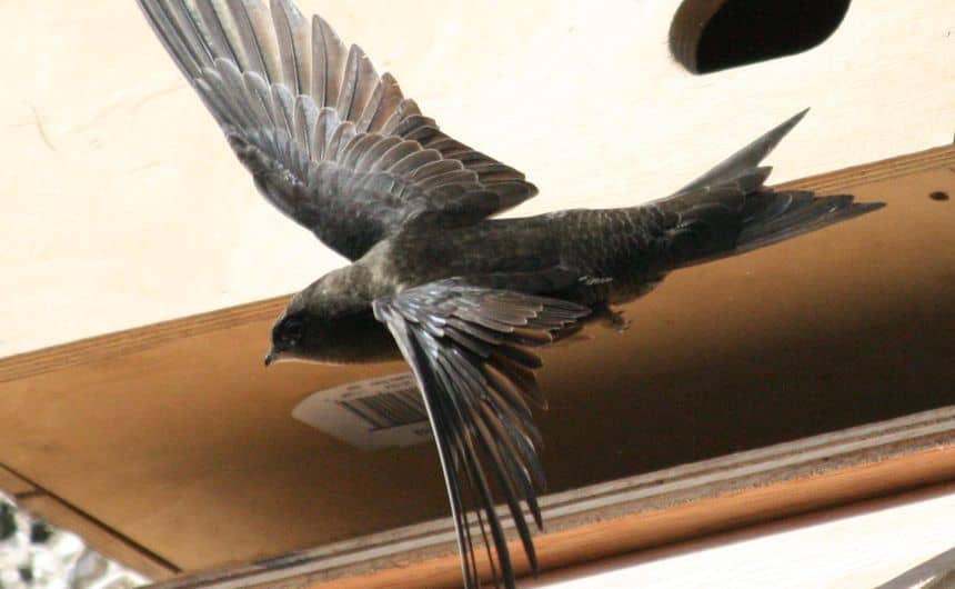 Martinet en vol à proximité d'un nid artificiel