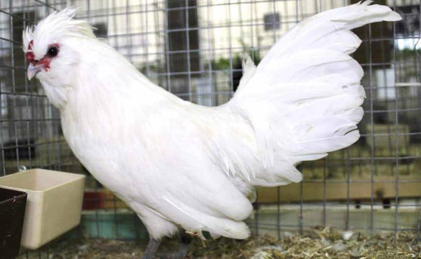 Photo d'une petite poule Barbu de Watermael blanche 