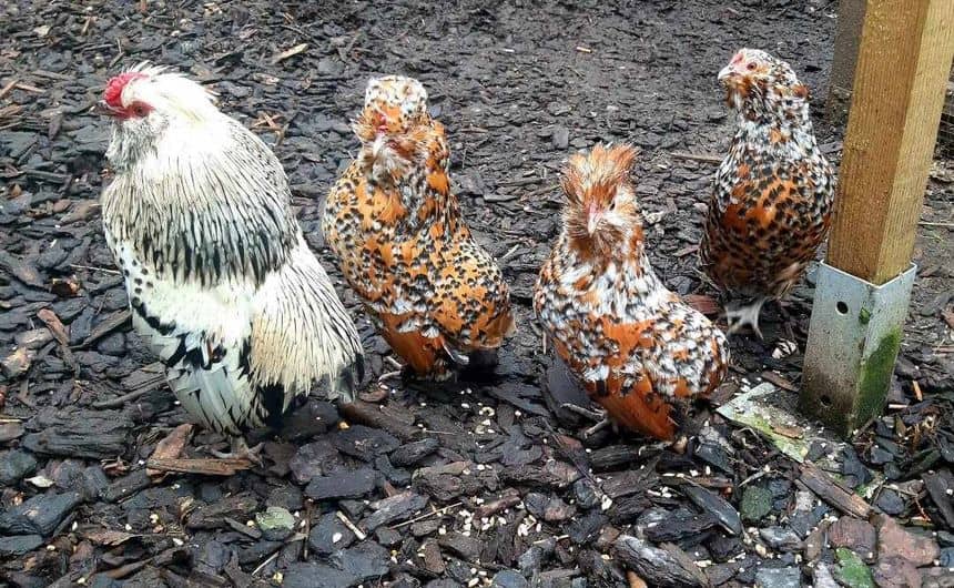 Photo de quatre poules Barbues de boitsfort