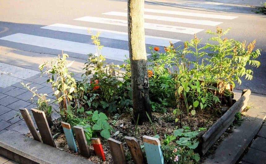 Foto van een beplante boomvoet